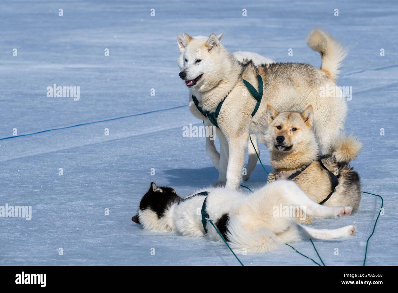 Südöstliches Grönland, Gemeinde Sermersooq, Region Ammassalik, Tasiilaq. Typischer grönländischer Schlittenhund. Stockfoto