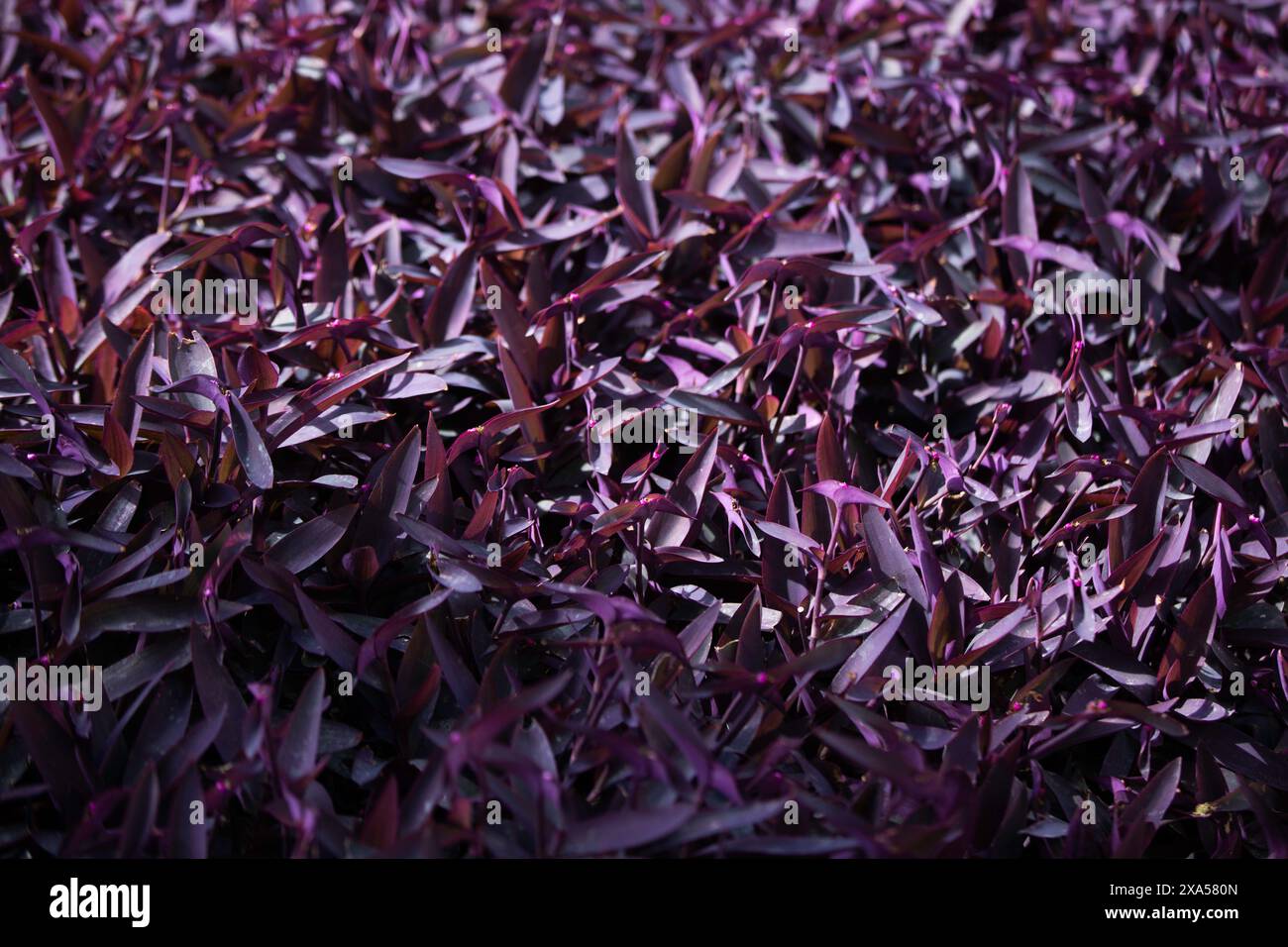 Nahaufnahme eines wunderschönen natürlichen Hintergrunds mit frischen violetten Kräutern Stockfoto