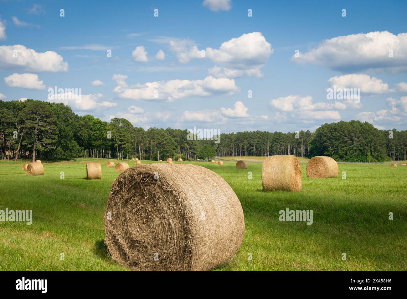 Eine offene Weide mit Bügeln von gerolltem Heu Stockfoto