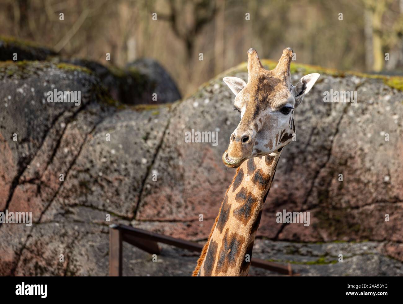 Eine erwachsene Rothschildgiraffe in Gaiazoo, Niederlande Stockfoto