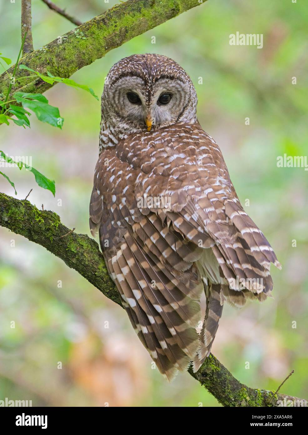 Barred Ewl (Strix varia). März im Corkscrew Swamp Audubon Sanctuary, Florida, USA. Stockfoto