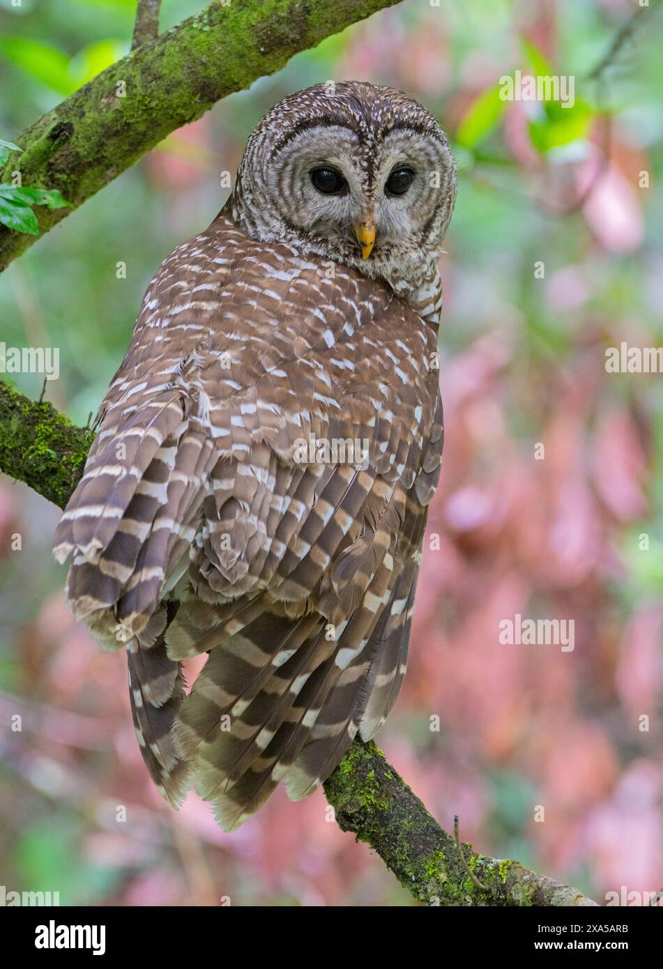 Barred Ewl (Strix varia). März im Corkscrew Swamp Audubon Sanctuary, Florida, USA. Stockfoto