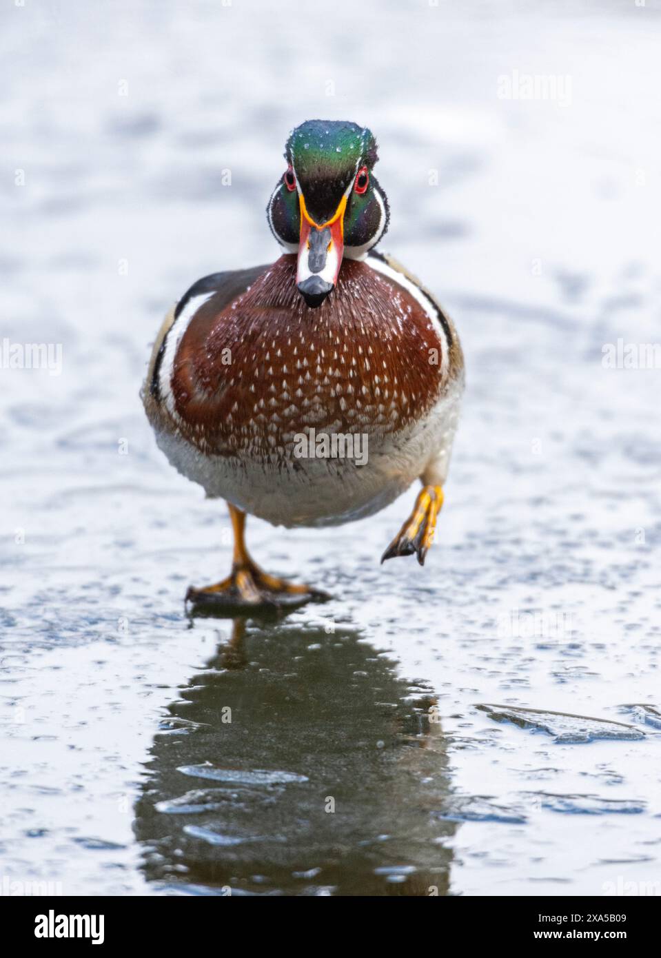 Holzente (Aix sponsa). Männchen im Zuchtgefieder auf eiskaltem Biberteich. Anfang April im Acadia-Nationalpark, Maine, USA. Stockfoto