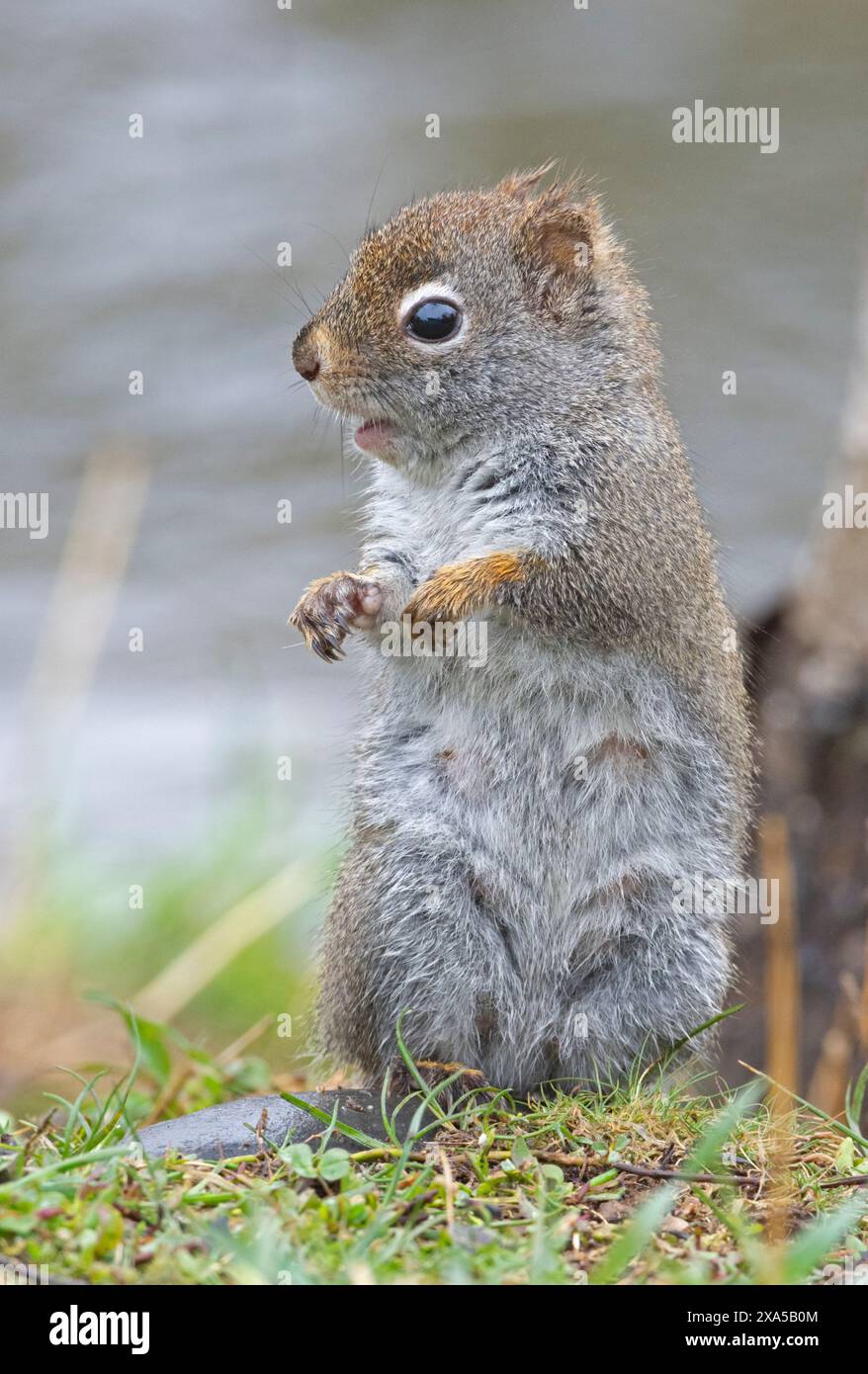 Amerikanisches Rotes Eichhörnchen (Tamiasciurus hudsonicus). Mai im Acadia-Nationalpark, Maine, USA. Stockfoto