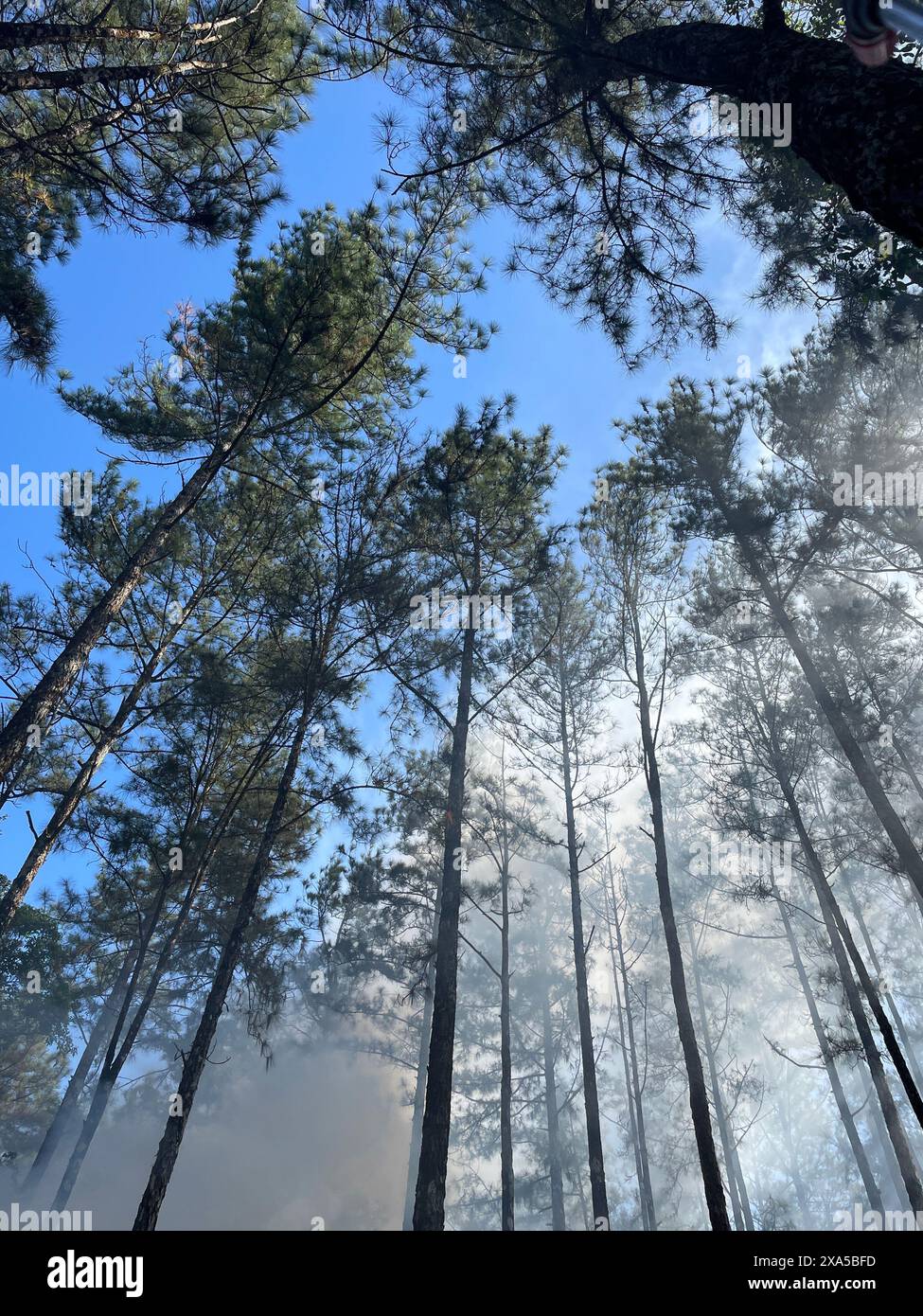 Ein tiefer Wald im Cerro Azul Panama Stockfoto