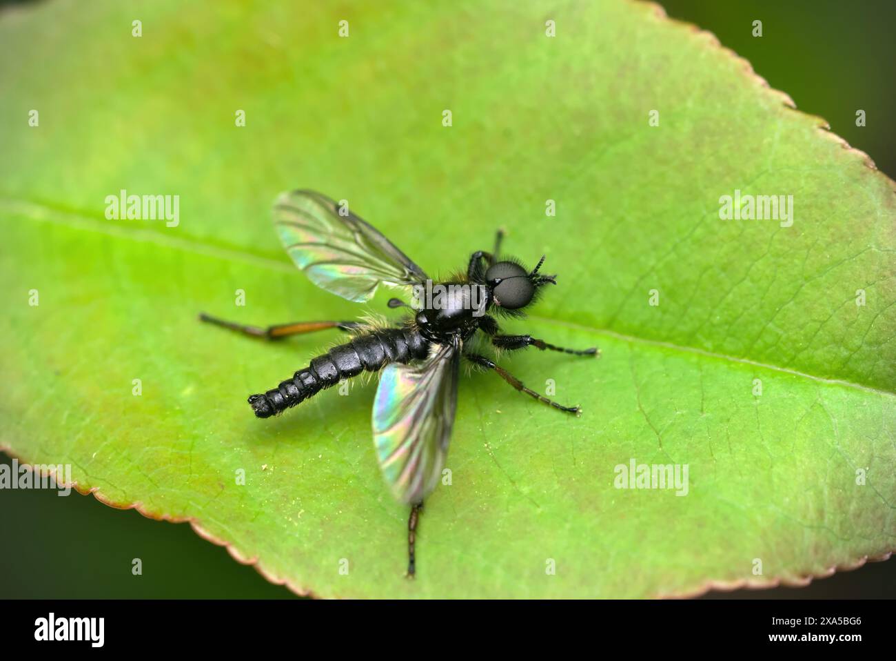 Nahaufnahme einer Märzfliege (Bibio vgl. Lanigerus), die auf einem Blatt sitzt, Makrofotografie, Natur, Insekten, Artenvielfalt Stockfoto