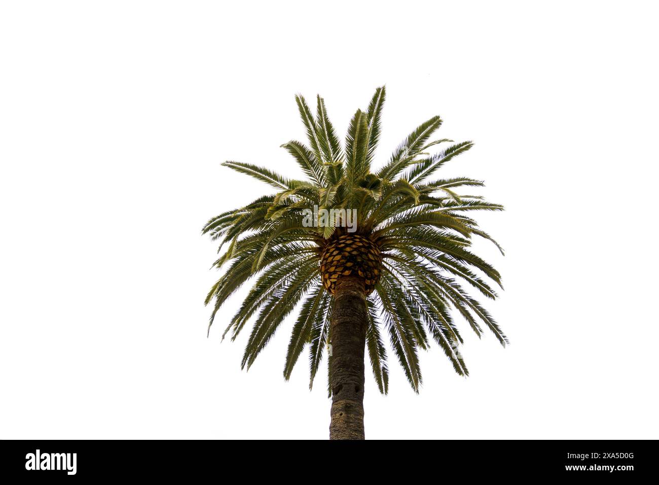 Eine kleine Aufnahme einer Dattelpalme, Phoenix dactylifera, isoliert auf weißem Hintergrund Stockfoto