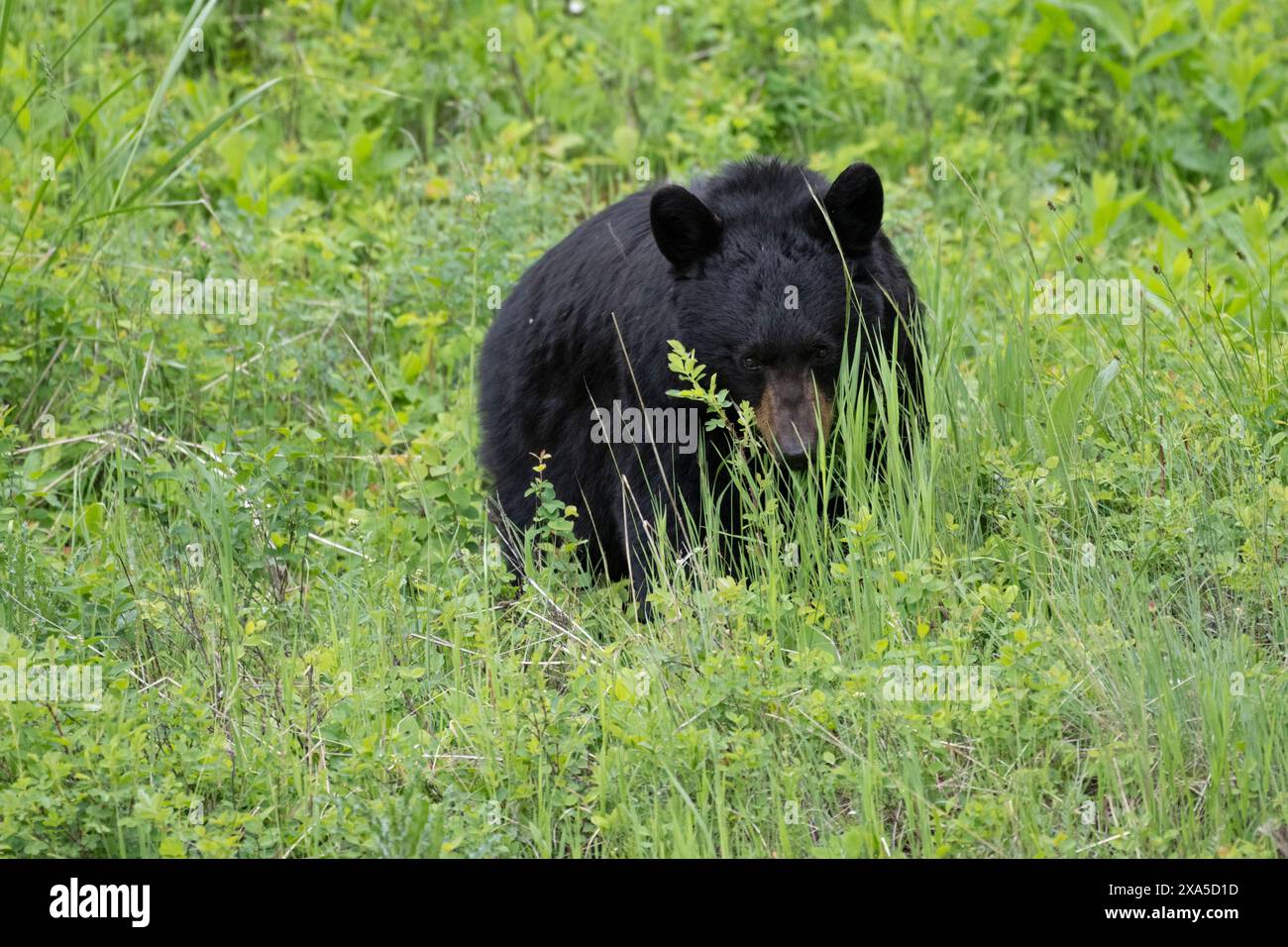 Schwarzbär (Ursus americanus) ernährt sich von Pflanzen und Blumen. Frühling im Yellowstone-Nationalpark, Wyoming, USA. Stockfoto