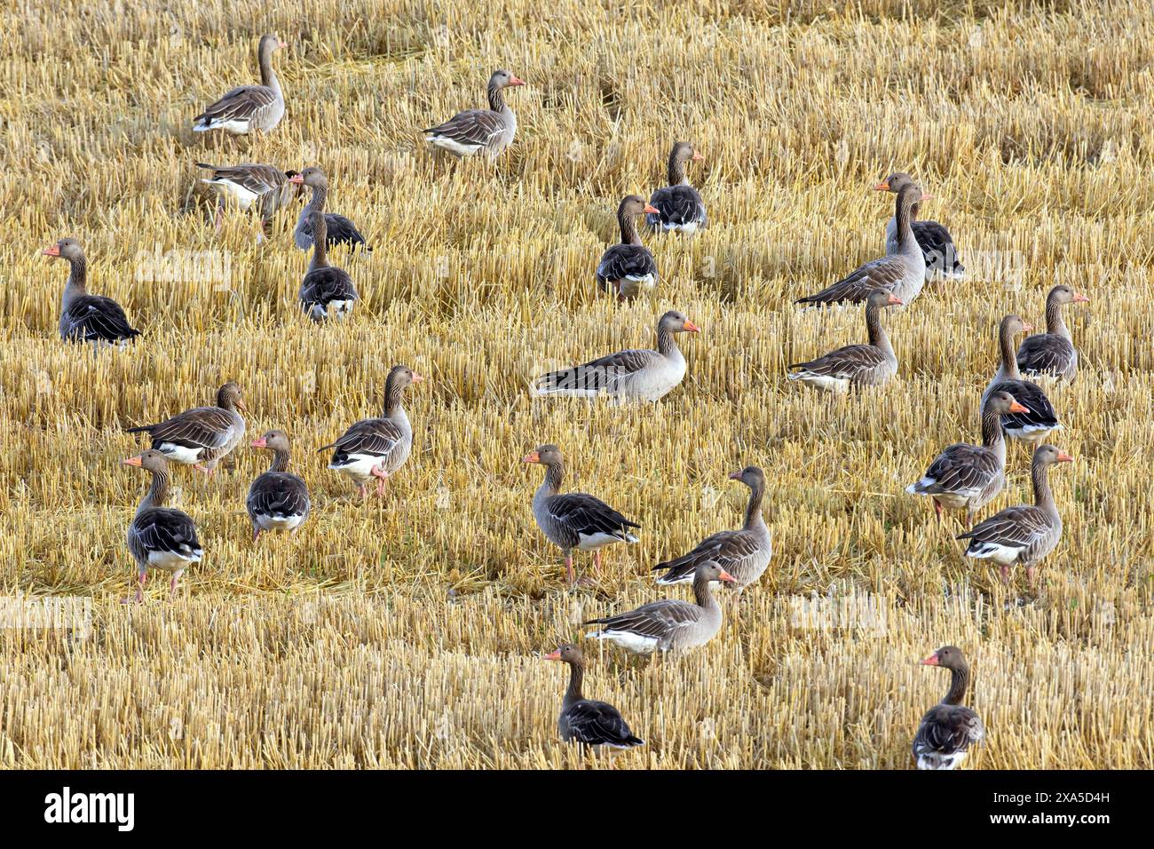 Herde von Graugänsen / Graugans (Anser anser) auf der Suche nach der Ernte im Sommer auf Stoppelfeld / stoppelfeld Stockfoto