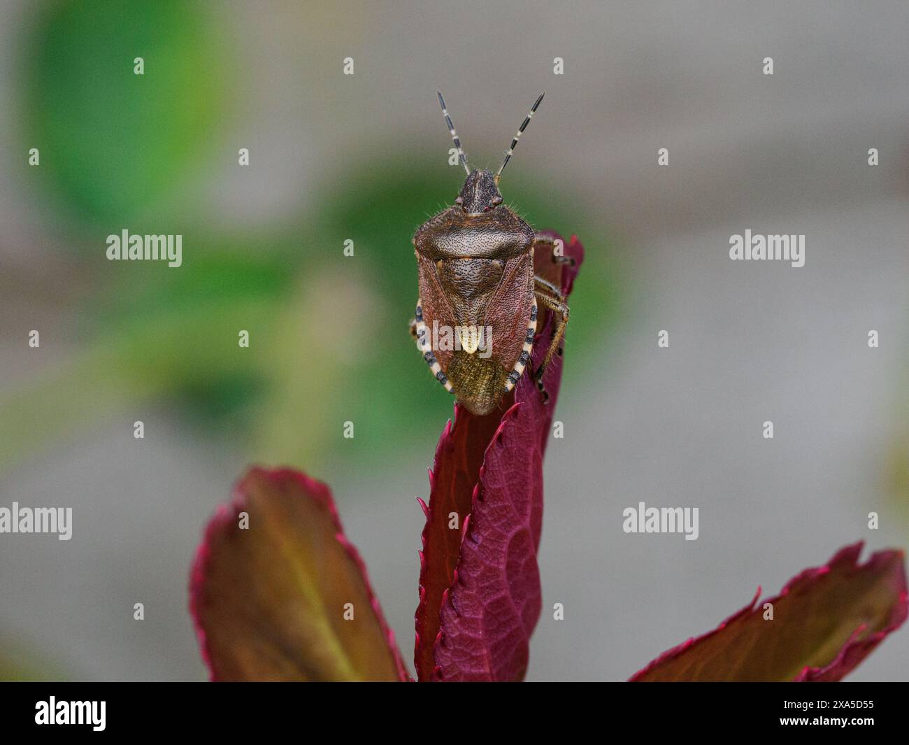 Schildkäfer auf Blatt und Lupinenblüte Stockfoto