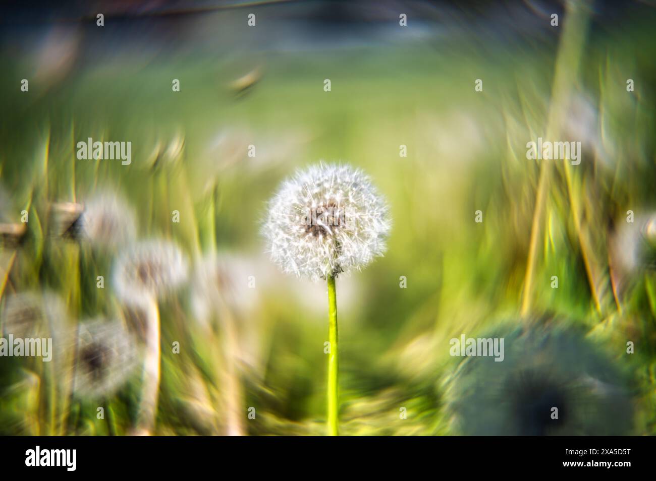 Ein verschwommenes Bild eines Löwenzahns, der im Wind weht Stockfoto