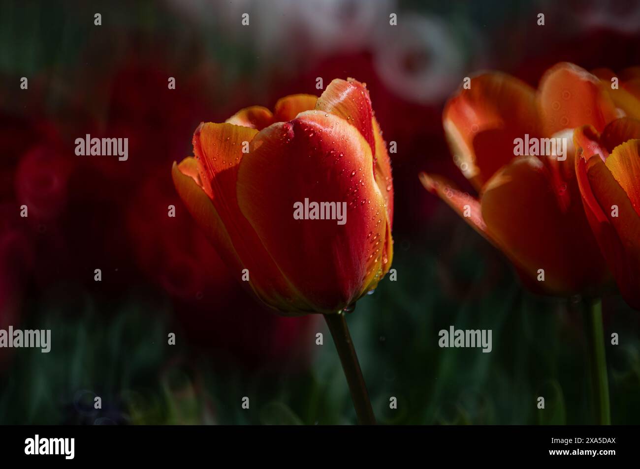 Verschiedene Blumen auf einer schönen Wiese Stockfoto