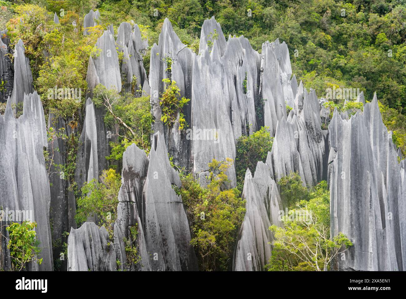 Die Pinnacles im Mulu-Nationalpark in Sarawak Stockfoto