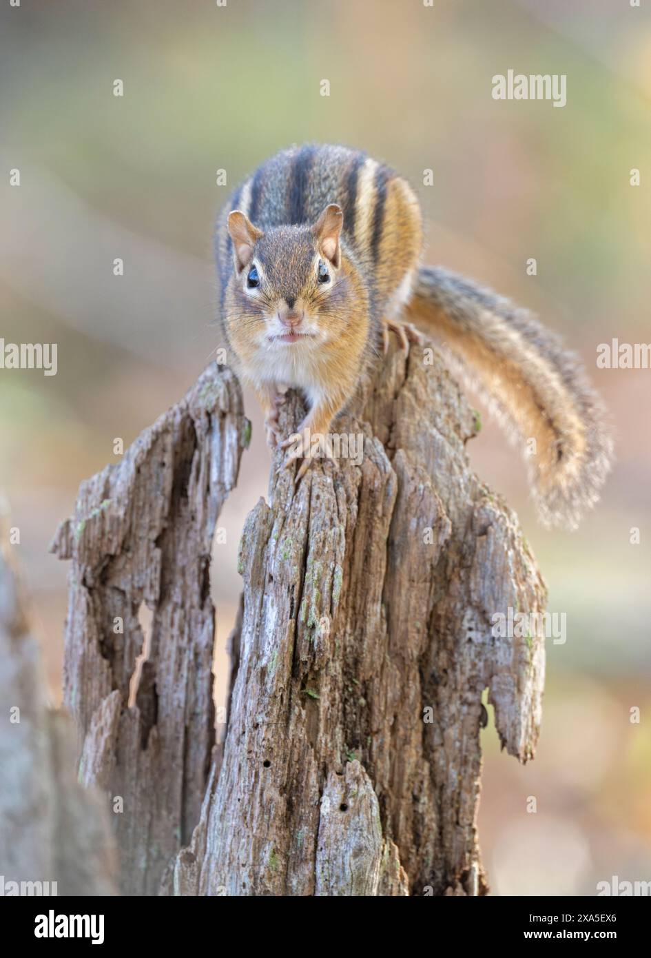 Östliches Chipmunk (Tamias striatus). Herbst im Acadia-Nationalpark, Maine, USA. Stockfoto