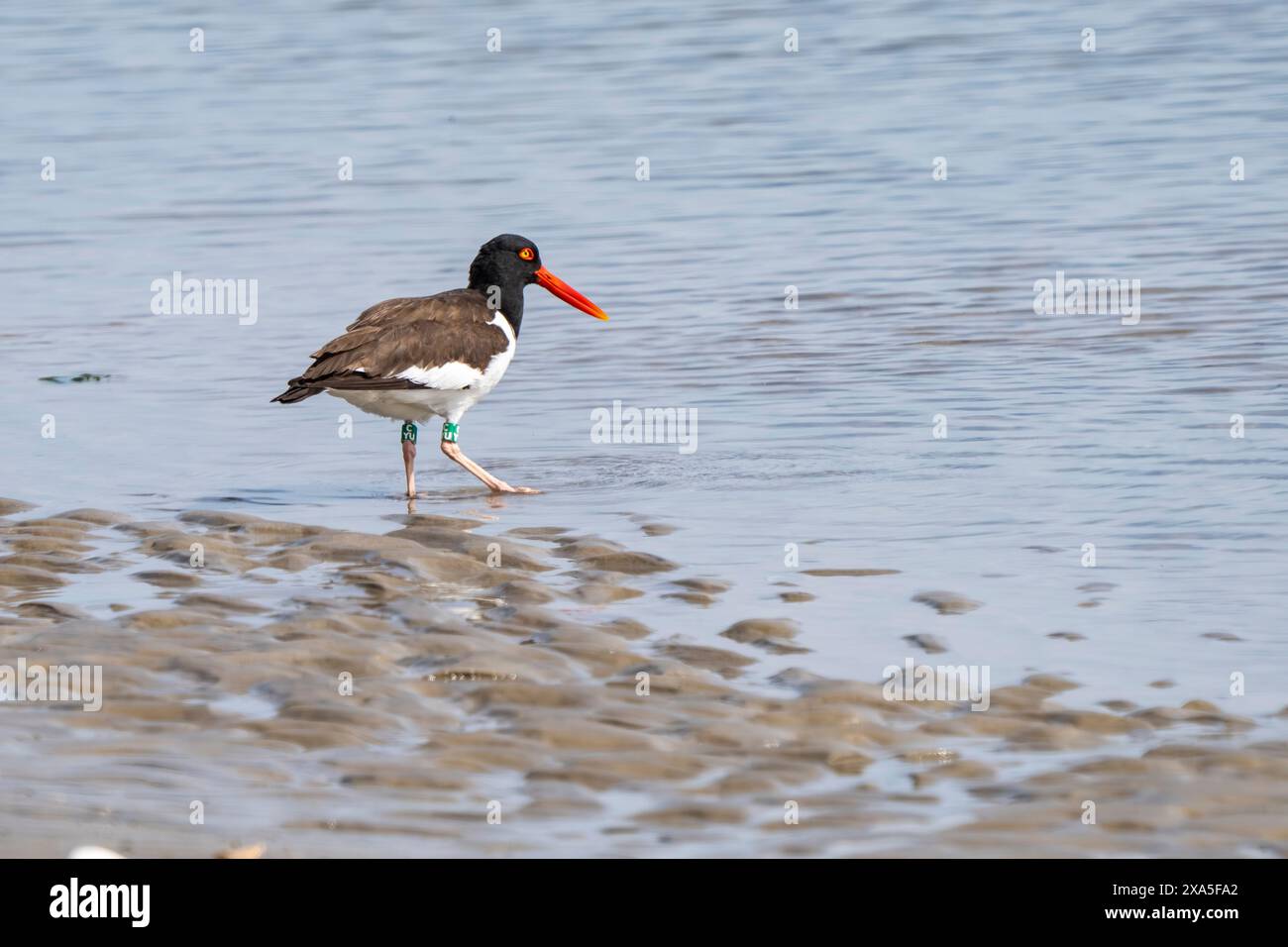 Ein großer Vogel mit einem orangen bea k am Sandstrand Stockfoto