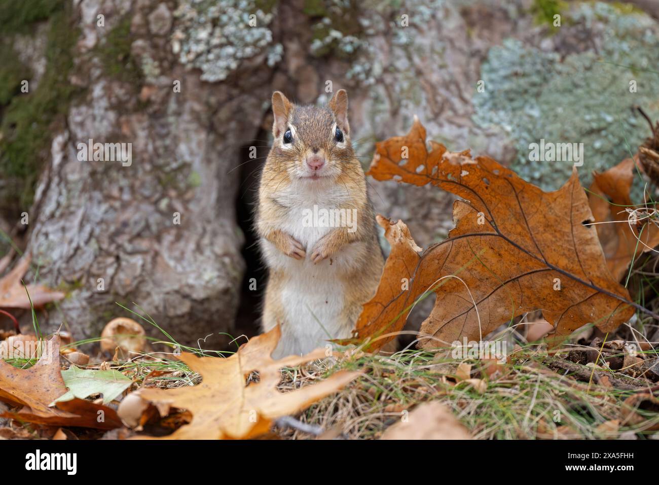 Östliches Chipmunk (Tamias striatus). Herbst im Acadia-Nationalpark, Maine, USA. Stockfoto