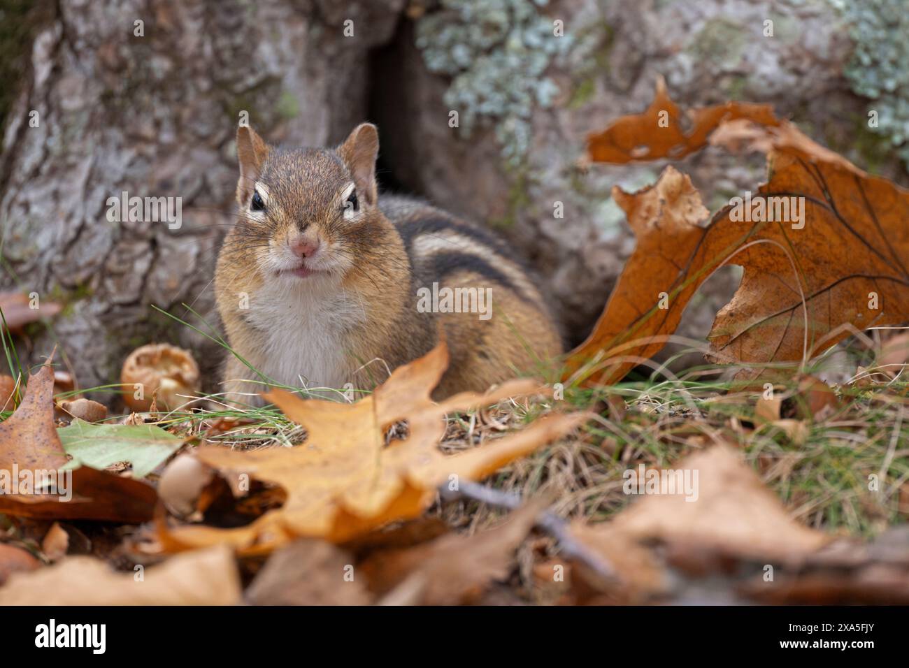 Östliches Chipmunk (Tamias striatus). Herbst im Acadia-Nationalpark, Maine, USA. Stockfoto