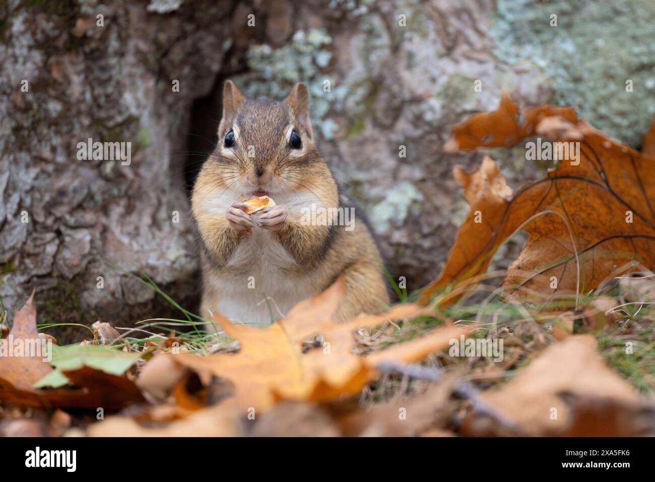 Östliches Chipmunk (Tamias striatus). Herbst im Acadia-Nationalpark, Maine, USA. Stockfoto