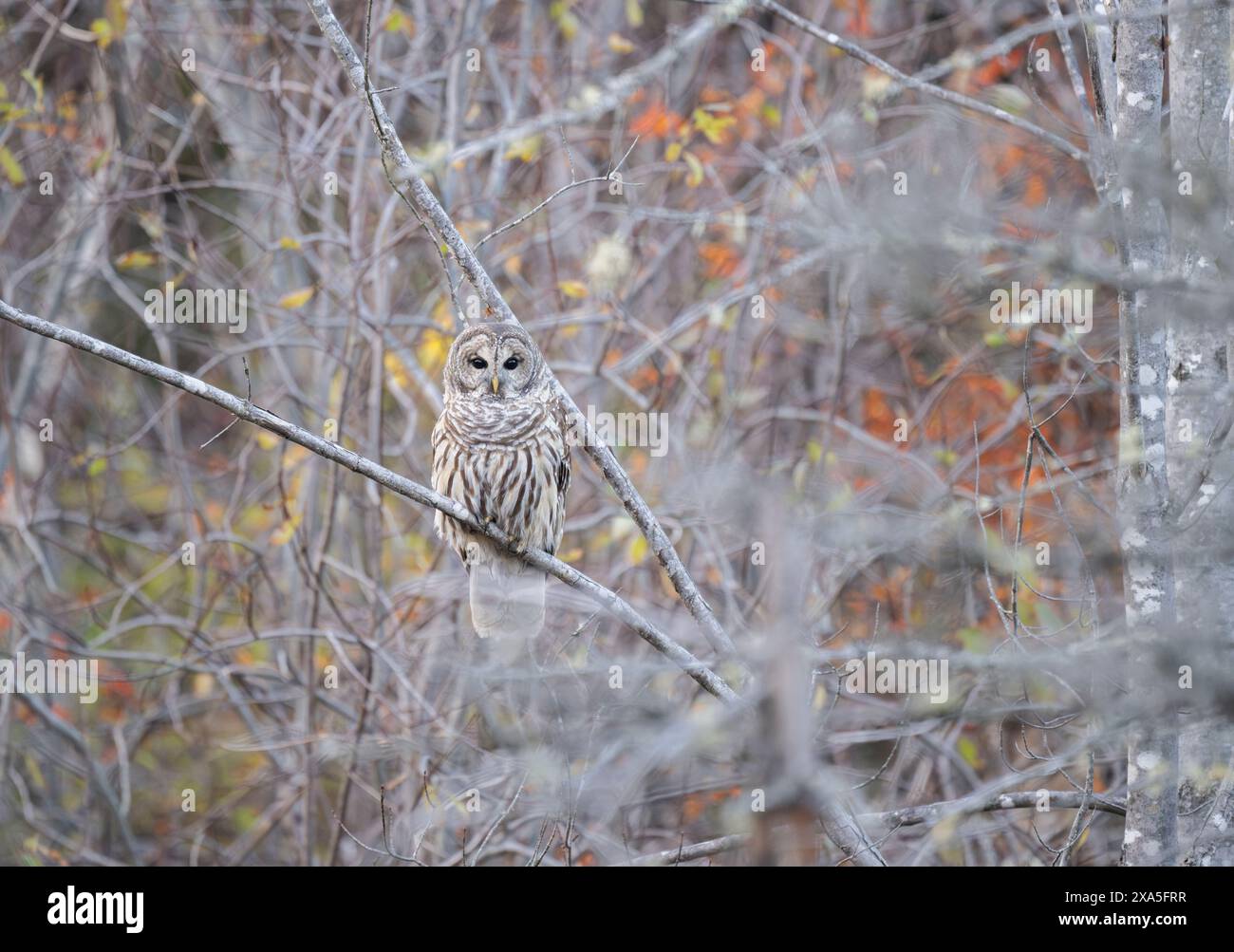 Barred Owl (Strix varia) in der Abenddämmerung. November im Acadia-Nationalpark, Maine, USA. Stockfoto