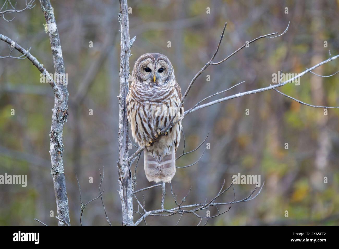 Barred Ewl (Strix varia). Acadia-Nationalpark, Maine, USA. Stockfoto