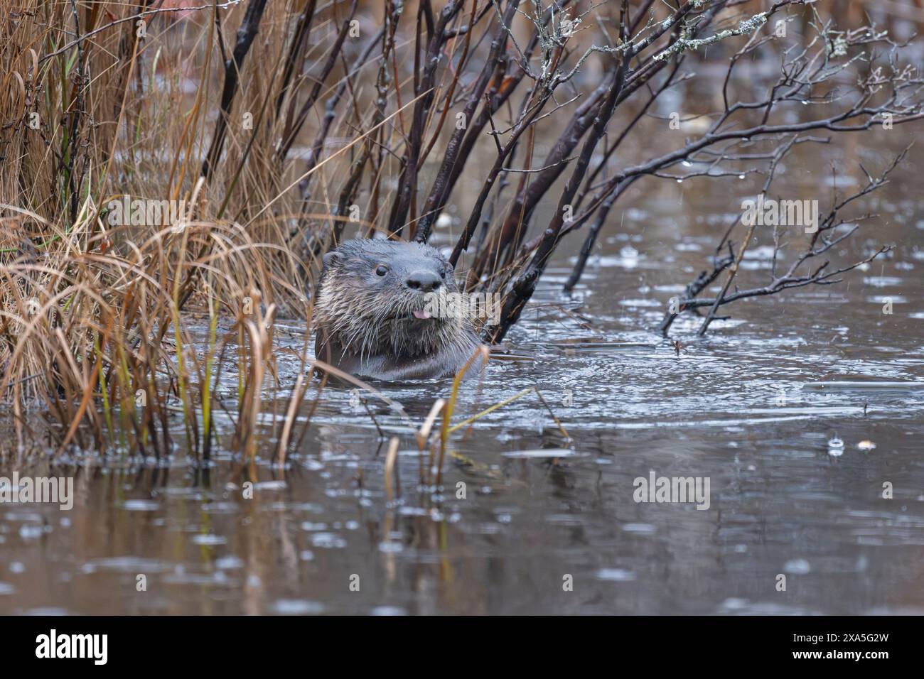 North American River Otter (Lontra canadensis) auf einem eisigen Biberteich. Regnerischer Novembermorgen im Acadia-Nationalpark, Maine, USA. Stockfoto