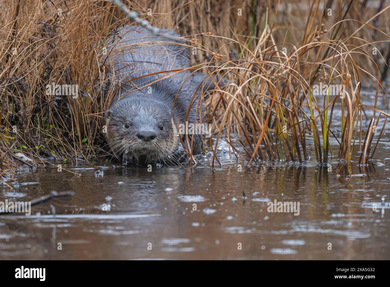 North American River Otter (Lontra canadensis) auf einem eisigen Biberteich. Regnerischer Novembermorgen im Acadia-Nationalpark, Maine, USA. Stockfoto