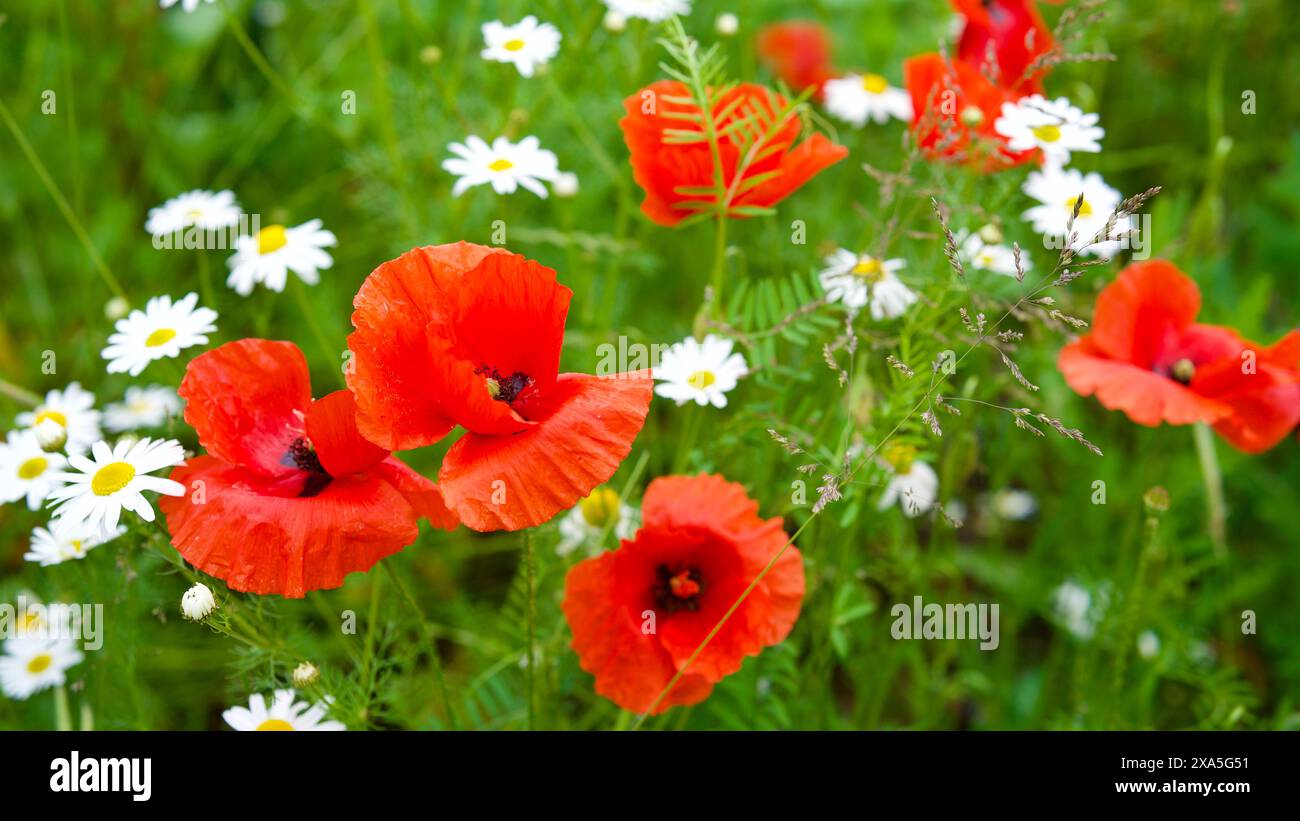 Rotfeldmohn zwischen weißen Gänseblümchen. Stockfoto