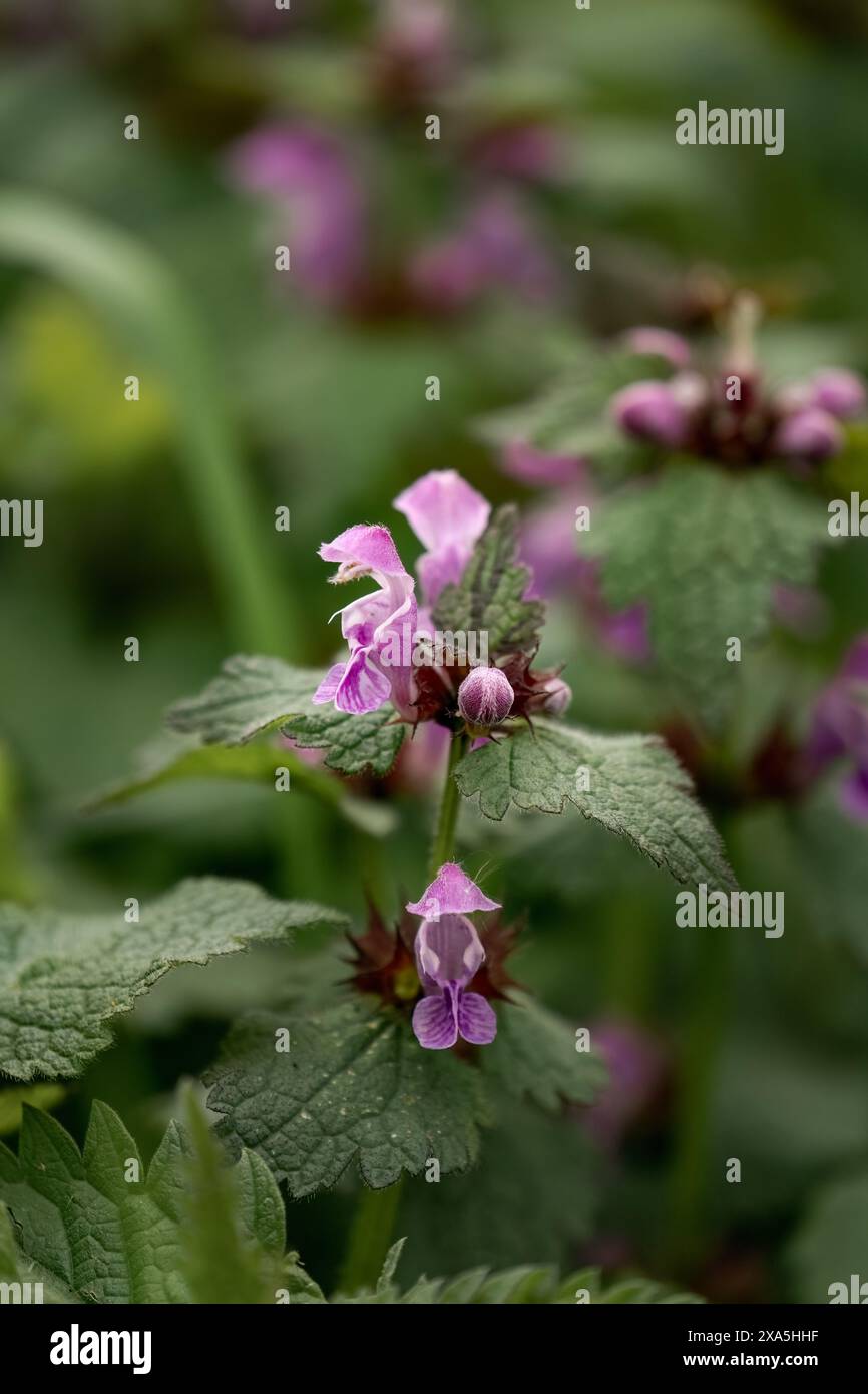 Ein paar rosa Blumen auf grünem Laub vor dunklem Hintergrund Stockfoto
