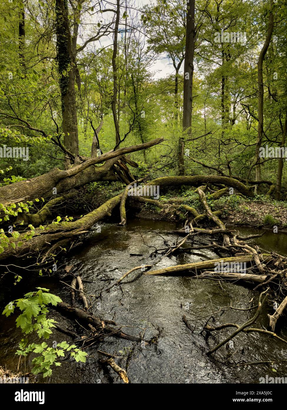 Ein Fluss, der sich durch dichten Wald schlängelt, mit umgestürzten Bäumen Stockfoto