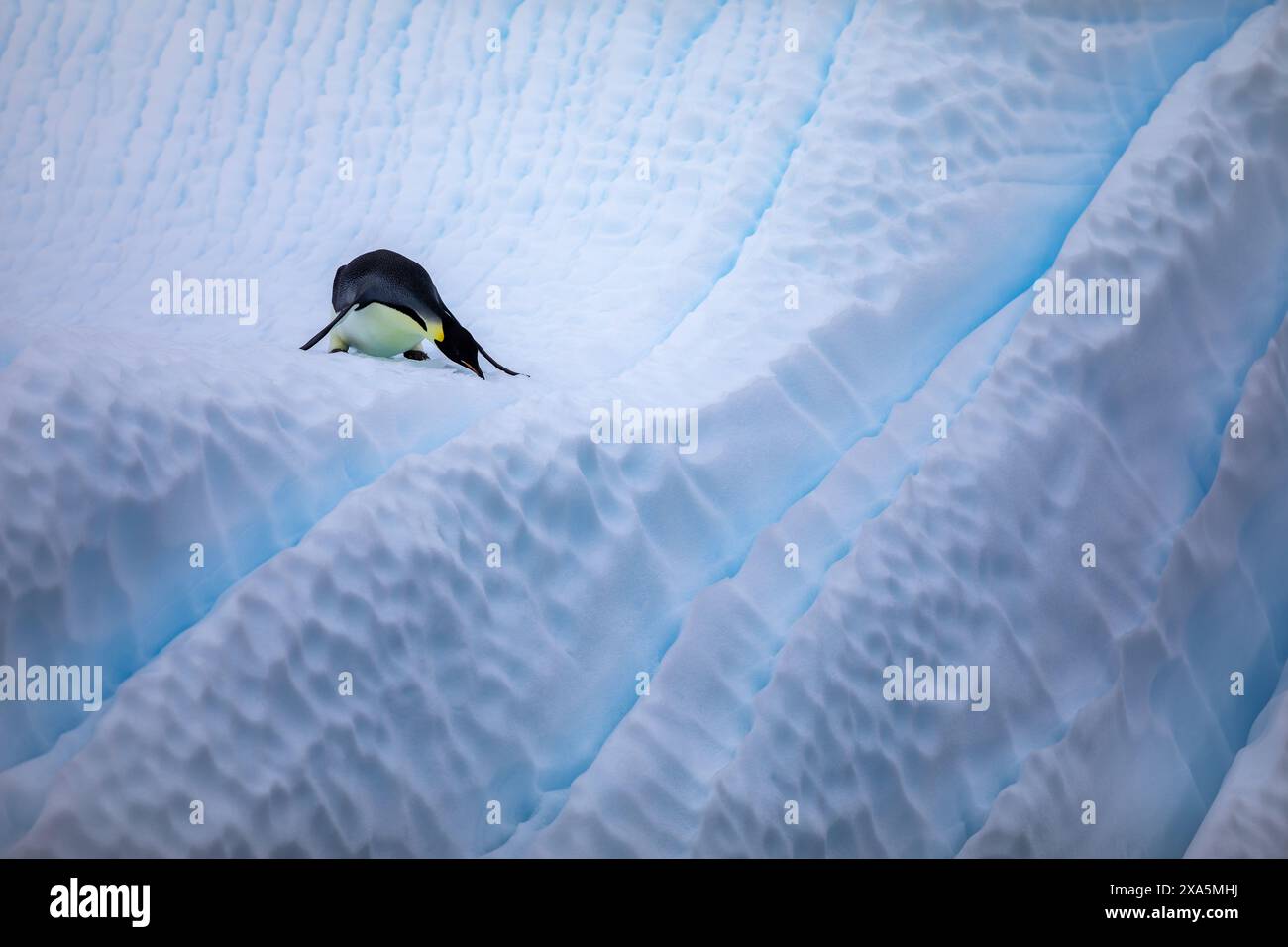 Fotos von Pinguinen in der Antarktis Stockfoto