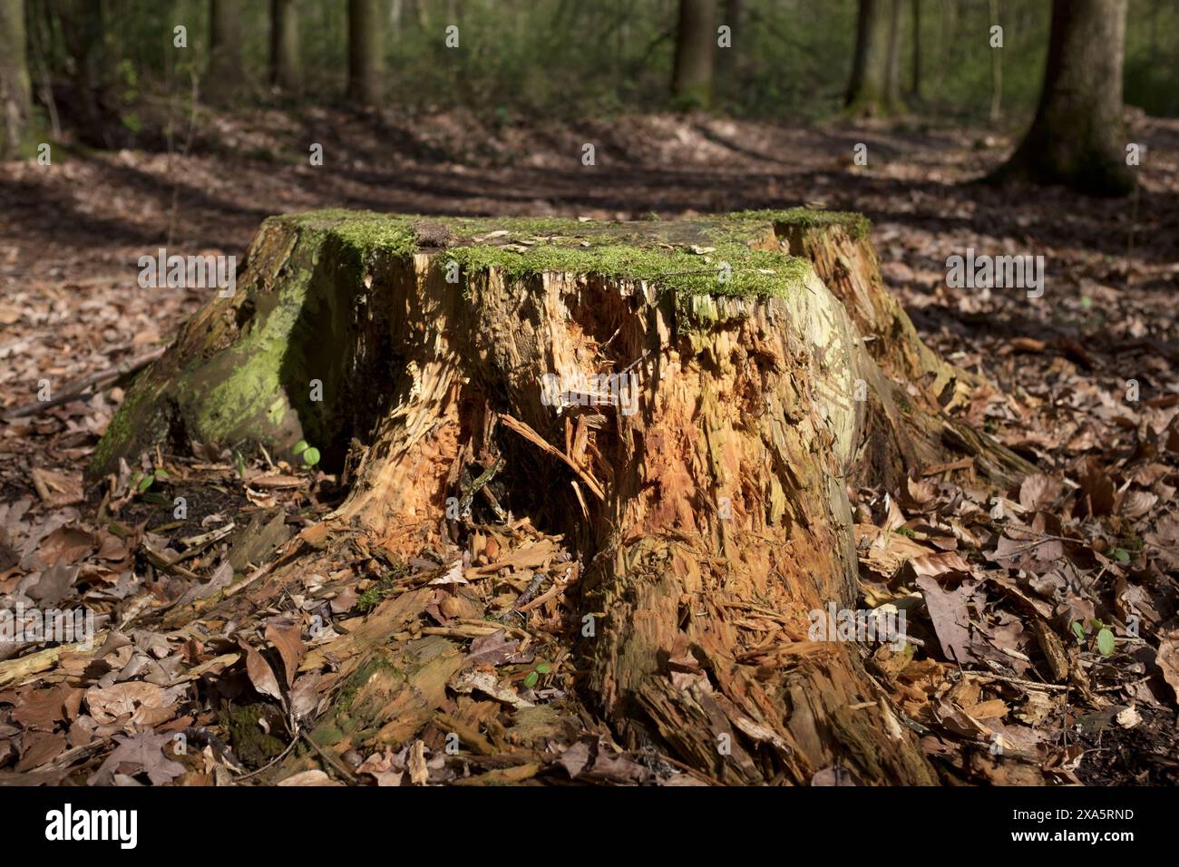 Trockener Baumstumpf, in Abendlicht getaucht. Stockfoto