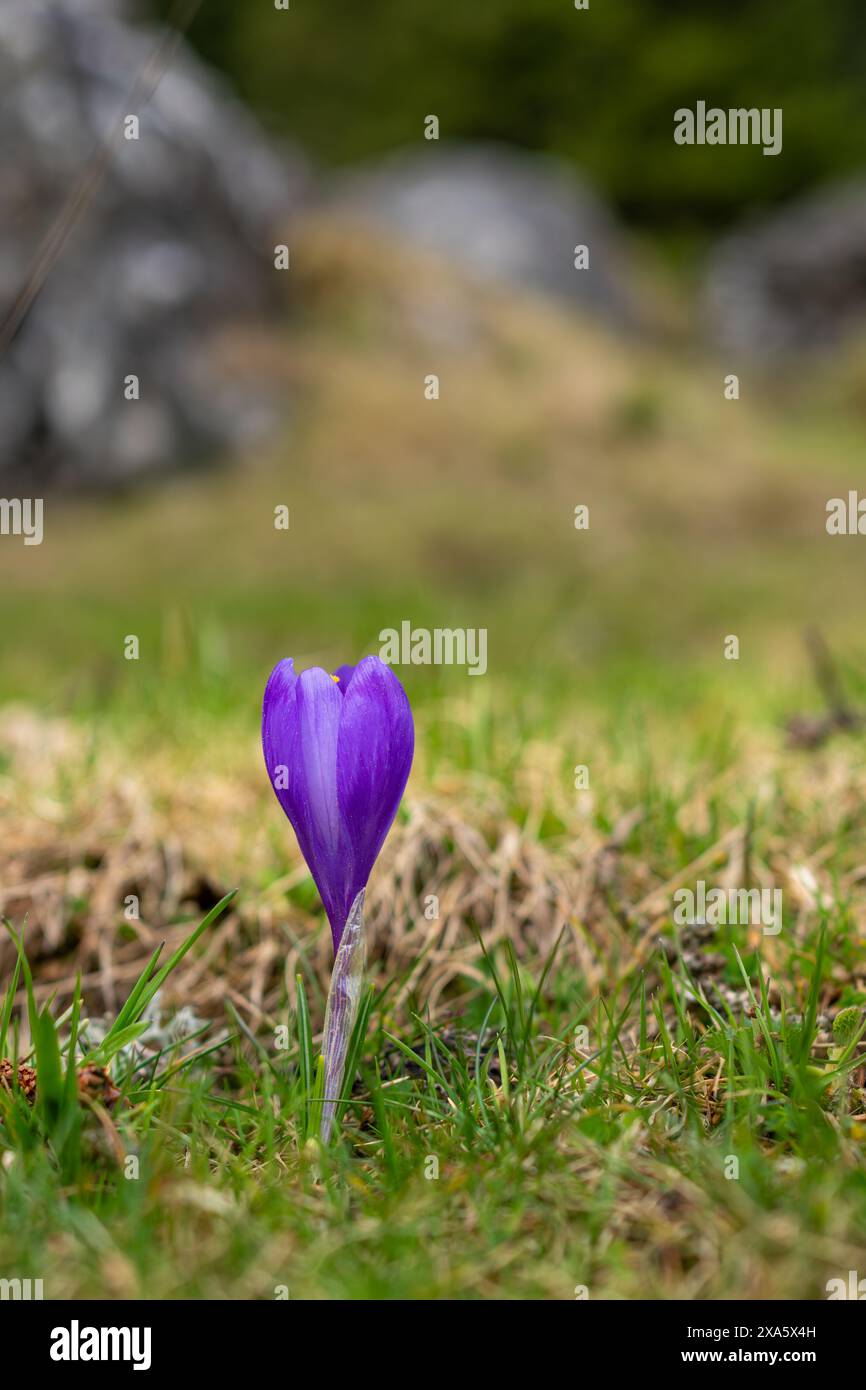 Eine einzelne Blume im Gras mit Felsen Stockfoto