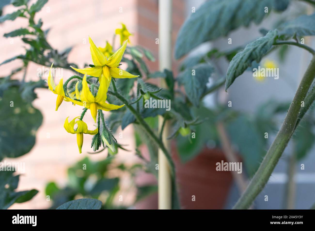 Eine Großaufnahme von Tomatengelben Blumen, die in einem Balkongarten blühen Stockfoto