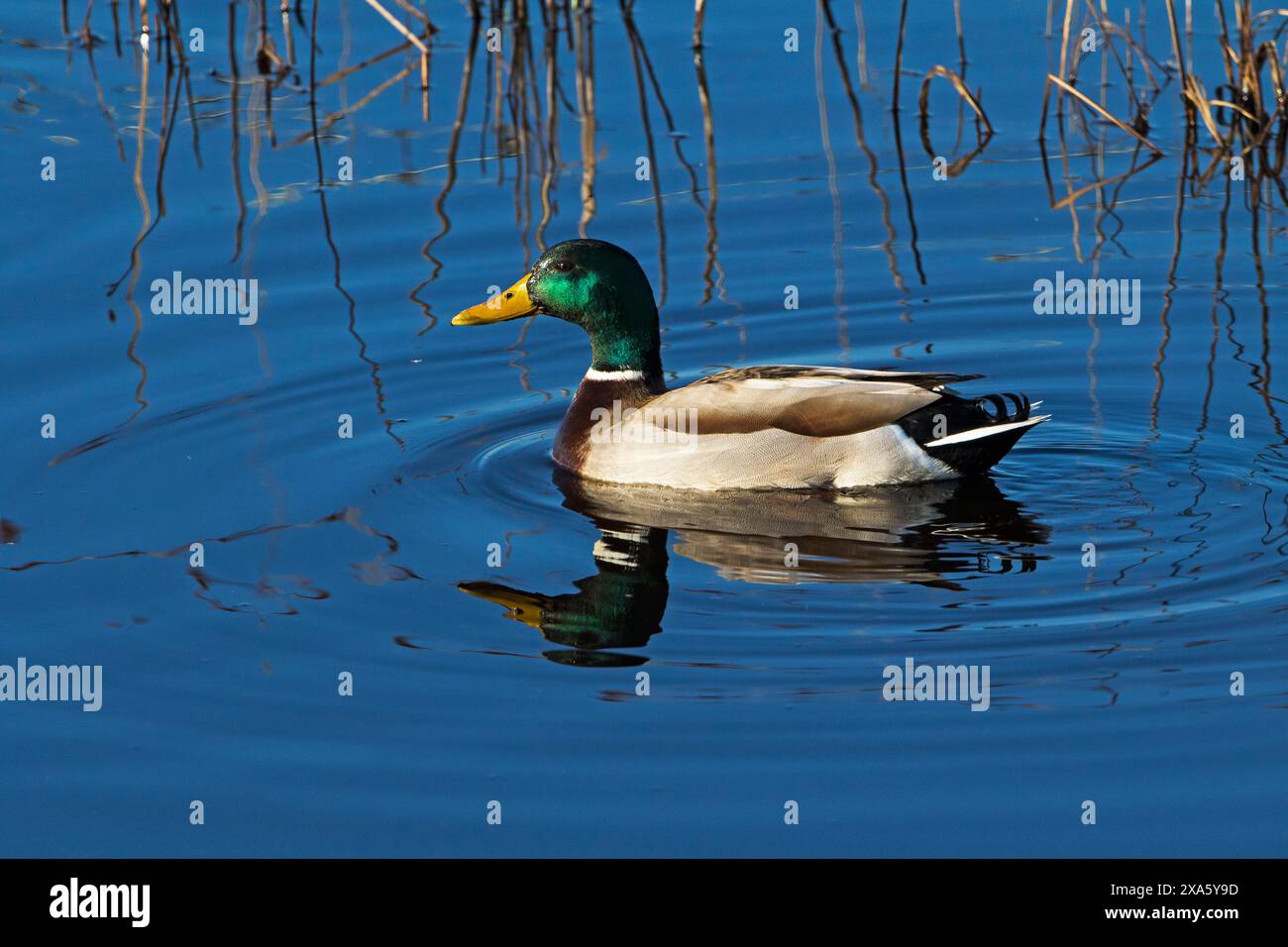 Stockenten von Anas platyrhynchos schwimmen im Sumpfbecken Farlington Marshes Hampshire und Isle of Wight Wildlife Trust Reserve in der Nähe von Portsmouth Hamps Stockfoto