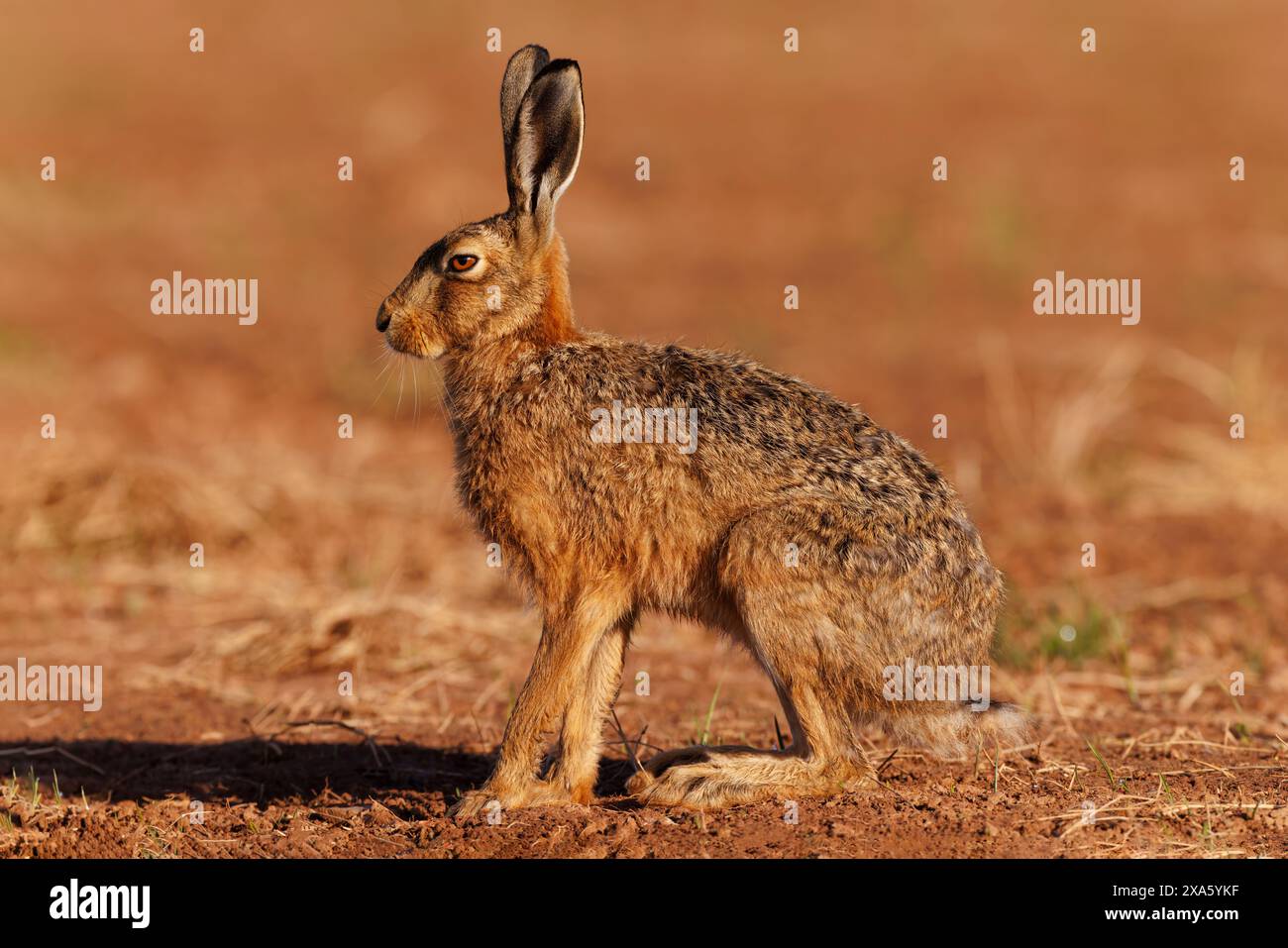 Brauner Hase bei frühem Sonnenschein auf einem bearbeiteten Feld Stockfoto