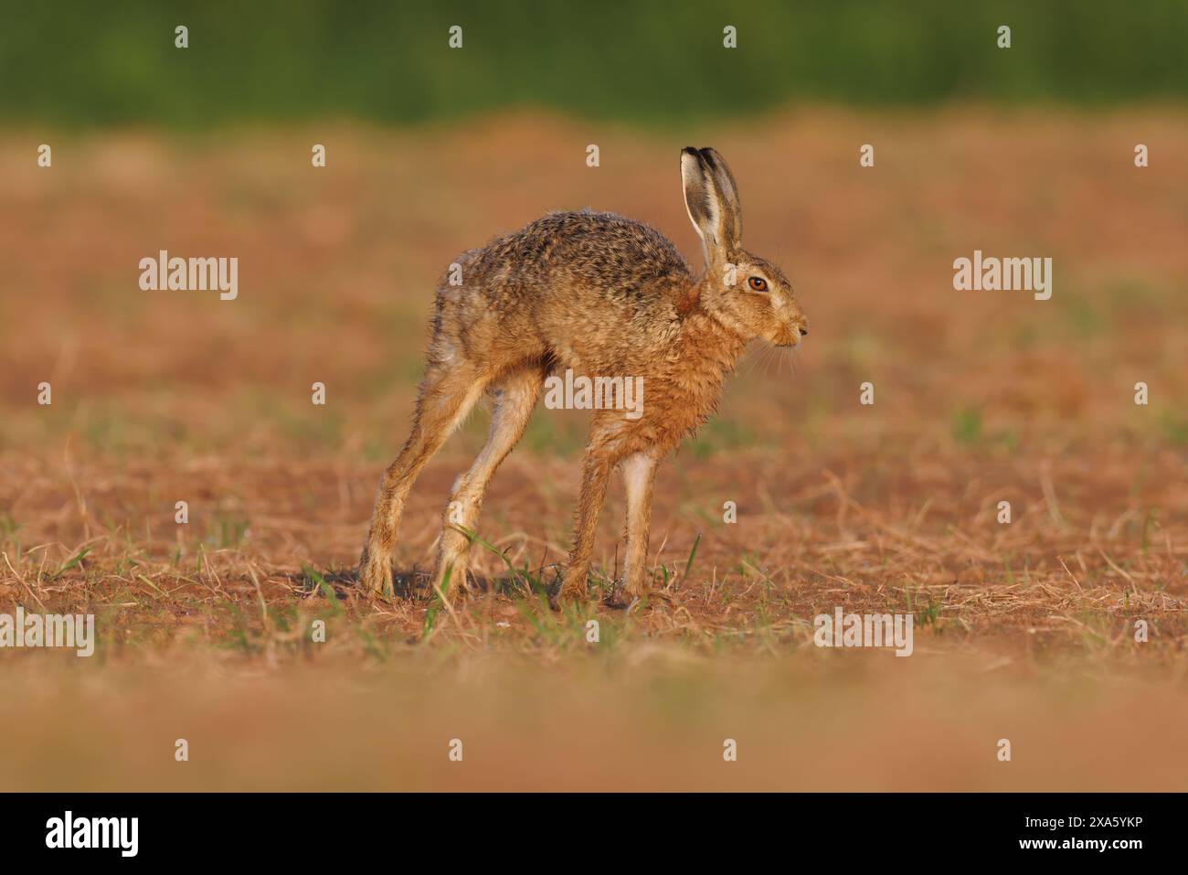 Brauner Hase, der sich dehnt Stockfoto