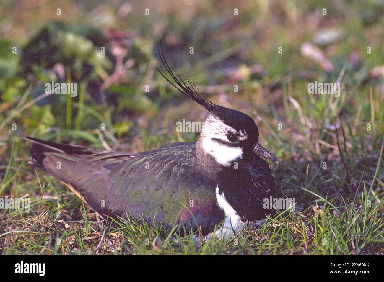 Der nördliche Lapwing Vanellus Vanellus auf dem Nest Avon Dorf Hampshire England Stockfoto