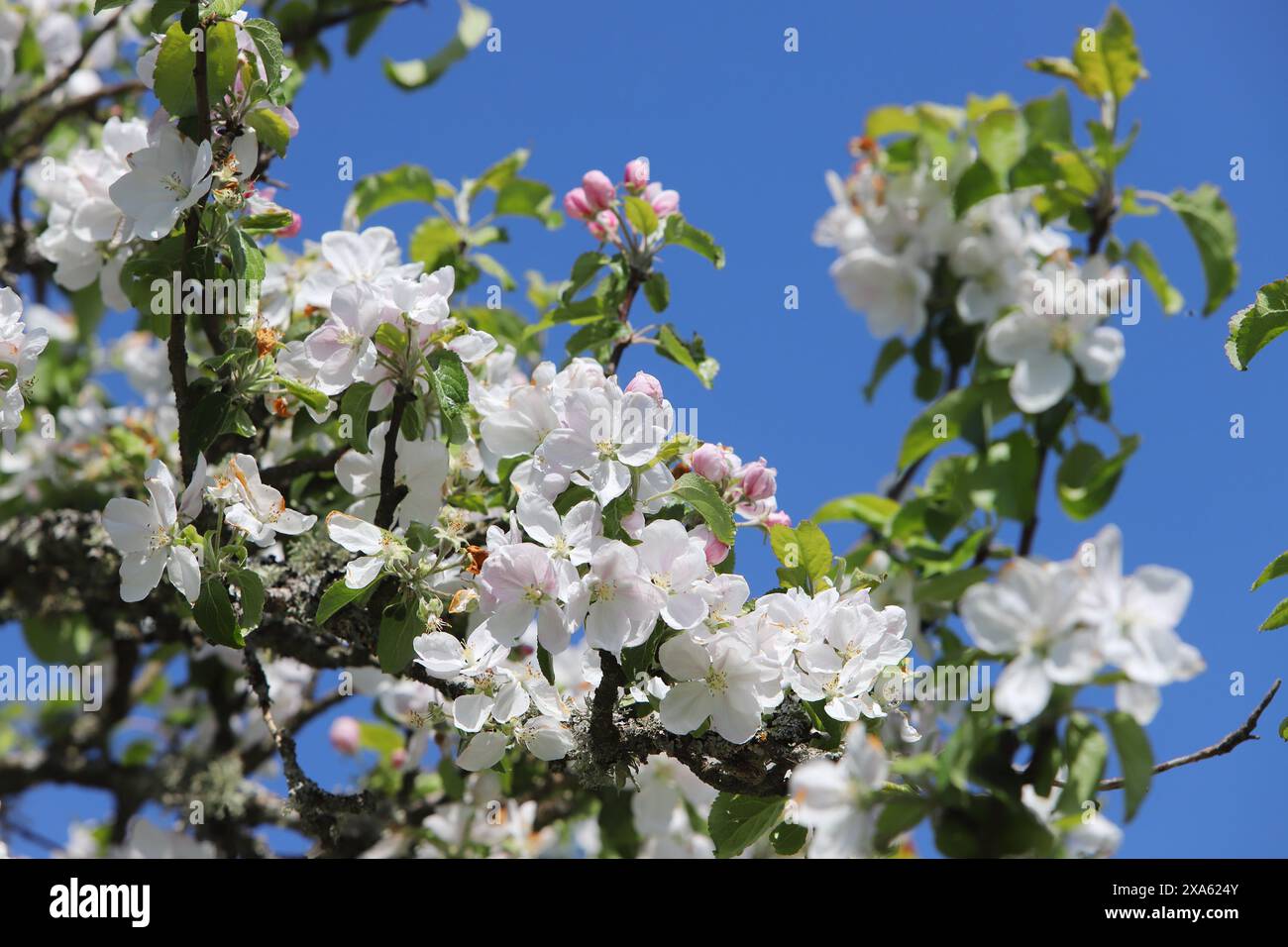 Zweig eines blühenden Apfelbaums. Stockfoto