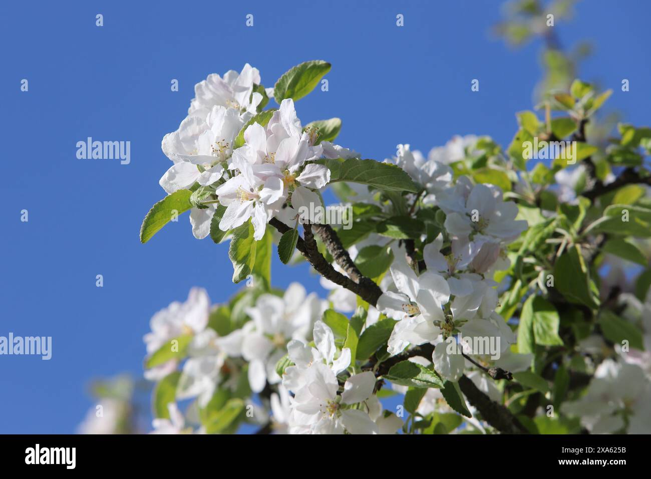 Zweig eines blühenden Apfelbaums. Stockfoto