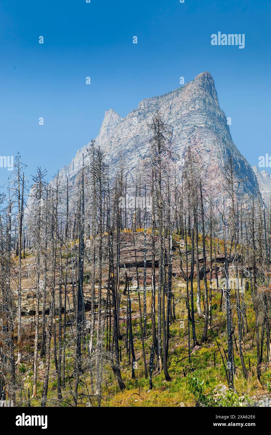 Tote Bäume von Waldfeuer, Glacier National Park, Montana, USA Stockfoto