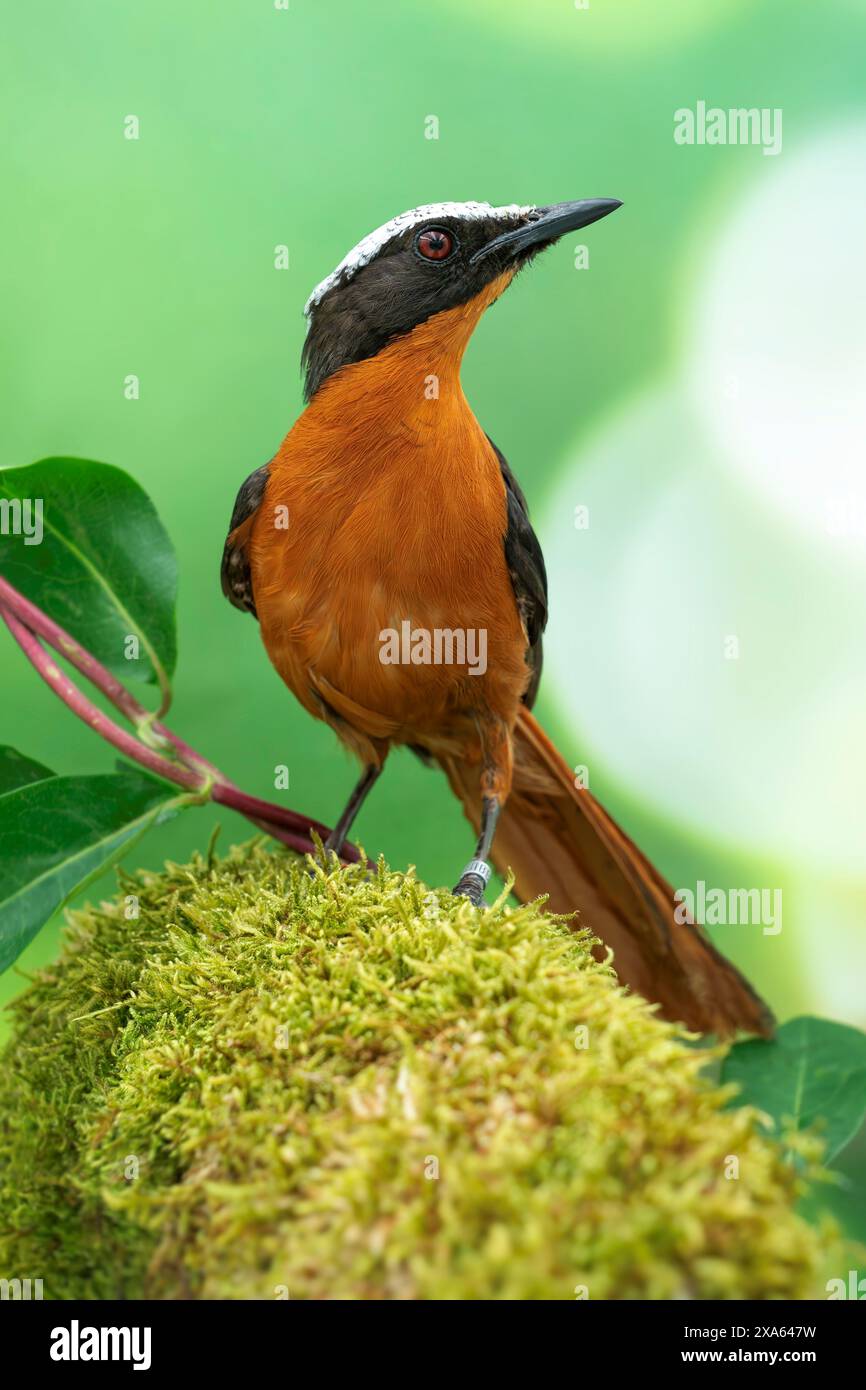 Weißgekrönter robin-Chat, Cossypha albicapillus Stockfoto