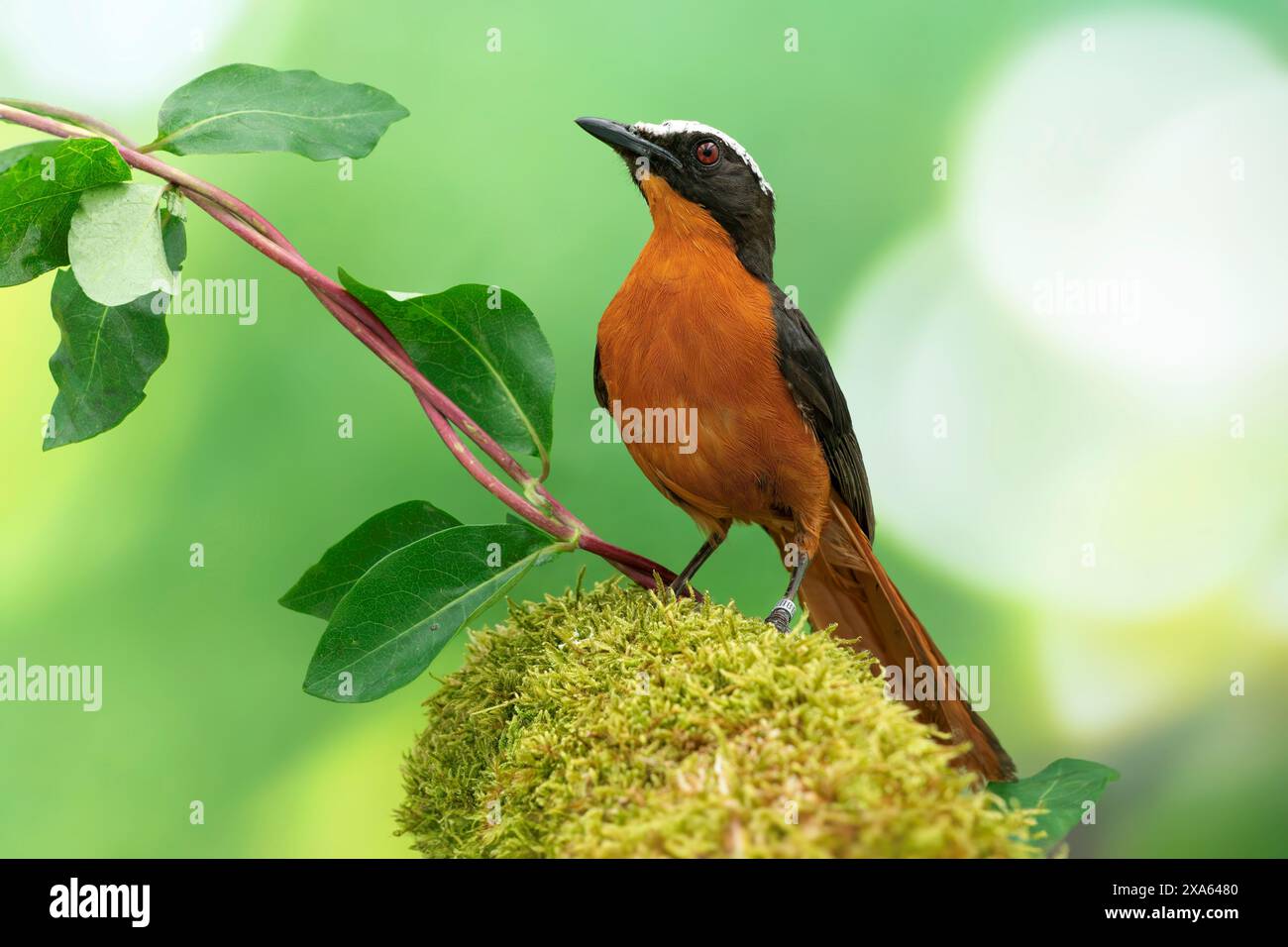 Weißgekrönter robin-Chat, Cossypha albicapillus Stockfoto