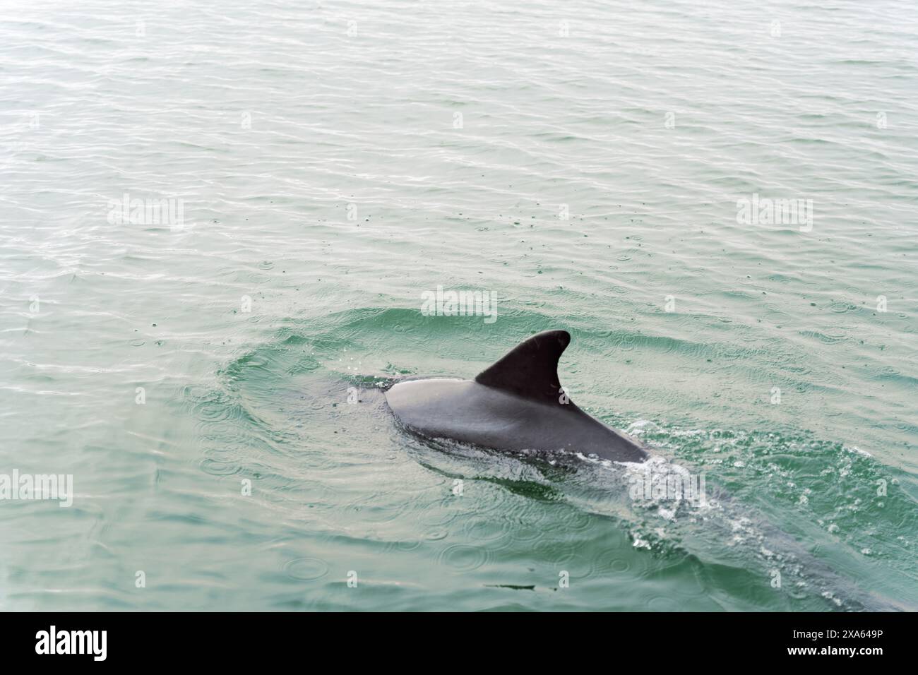 Ein Delfin schwimmt im Meer. Stockfoto