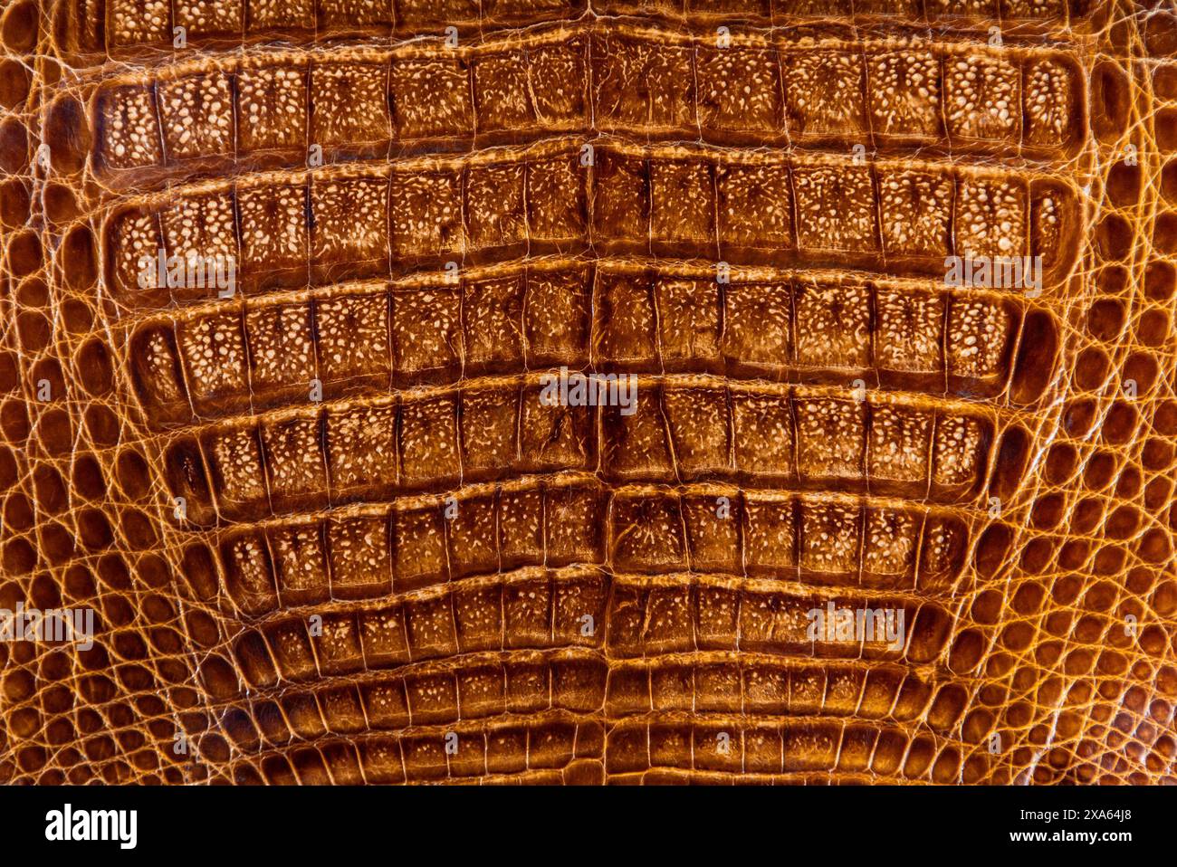Nahaufnahme einer gegerbten Krokodilhaut, die Textur eines verarbeiteten Alligatorleders Stockfoto