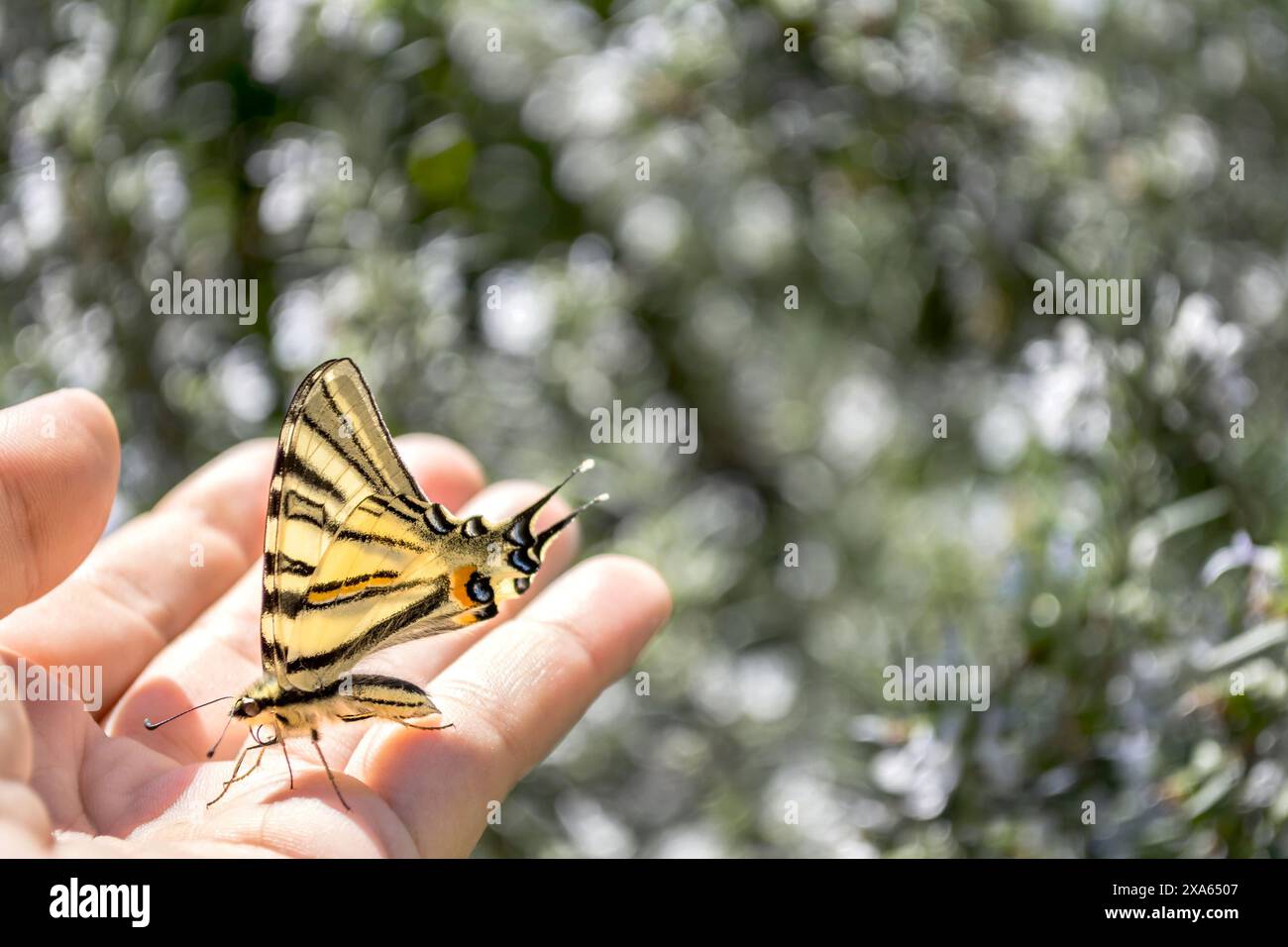 Ein Schmetterling, der im Sonnenlicht auf einer Hand sitzt Stockfoto