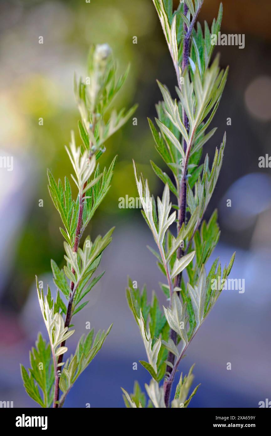 Mugwart, oder Artemisia vulgaris, ist eine Pflanze, die für ihre medizinischen Eigenschaften bekannt ist, einschließlich der Unterstützung der Verdauung, des Kreislaufsystems und des Respitoriums. Stockfoto