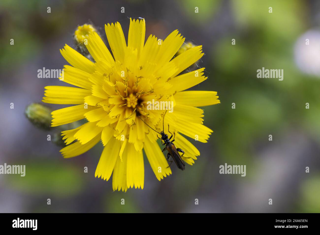 Makrofoto einer gelben Blume mit schwarzem Käfer auf verschwommenem Stein und grünem Hintergrund Stockfoto