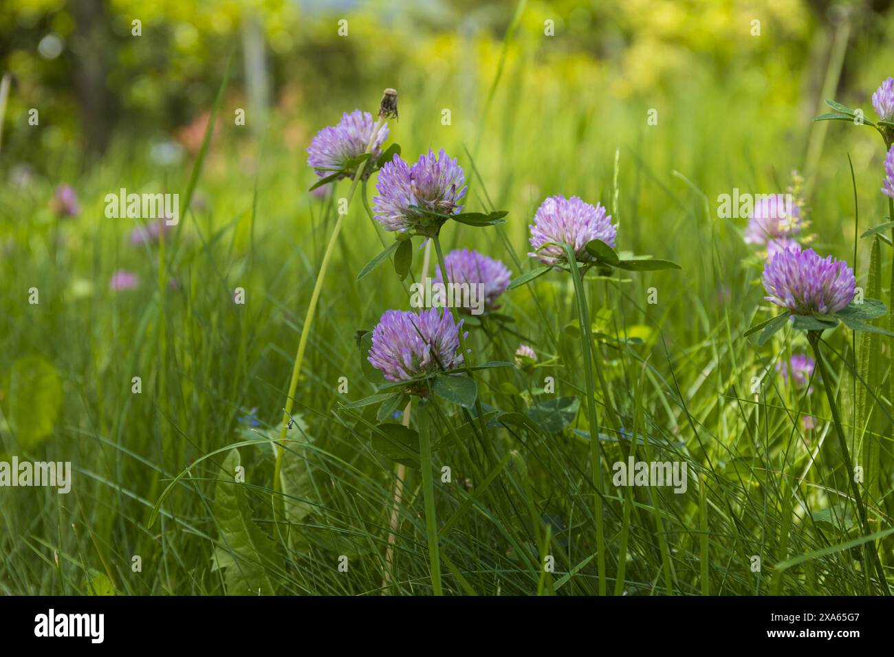 Nahaufnahme einer Gruppe von Kleeblumen in einem grünen Grasfeld auf verschwommenem Hintergrund, Naturdetails an einem Sommertag Stockfoto