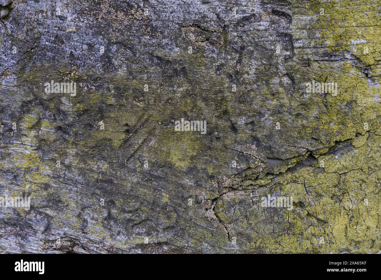 Foto einer dunkelgrauen Holzstruktur mit Flecken von grünem Moos Stockfoto