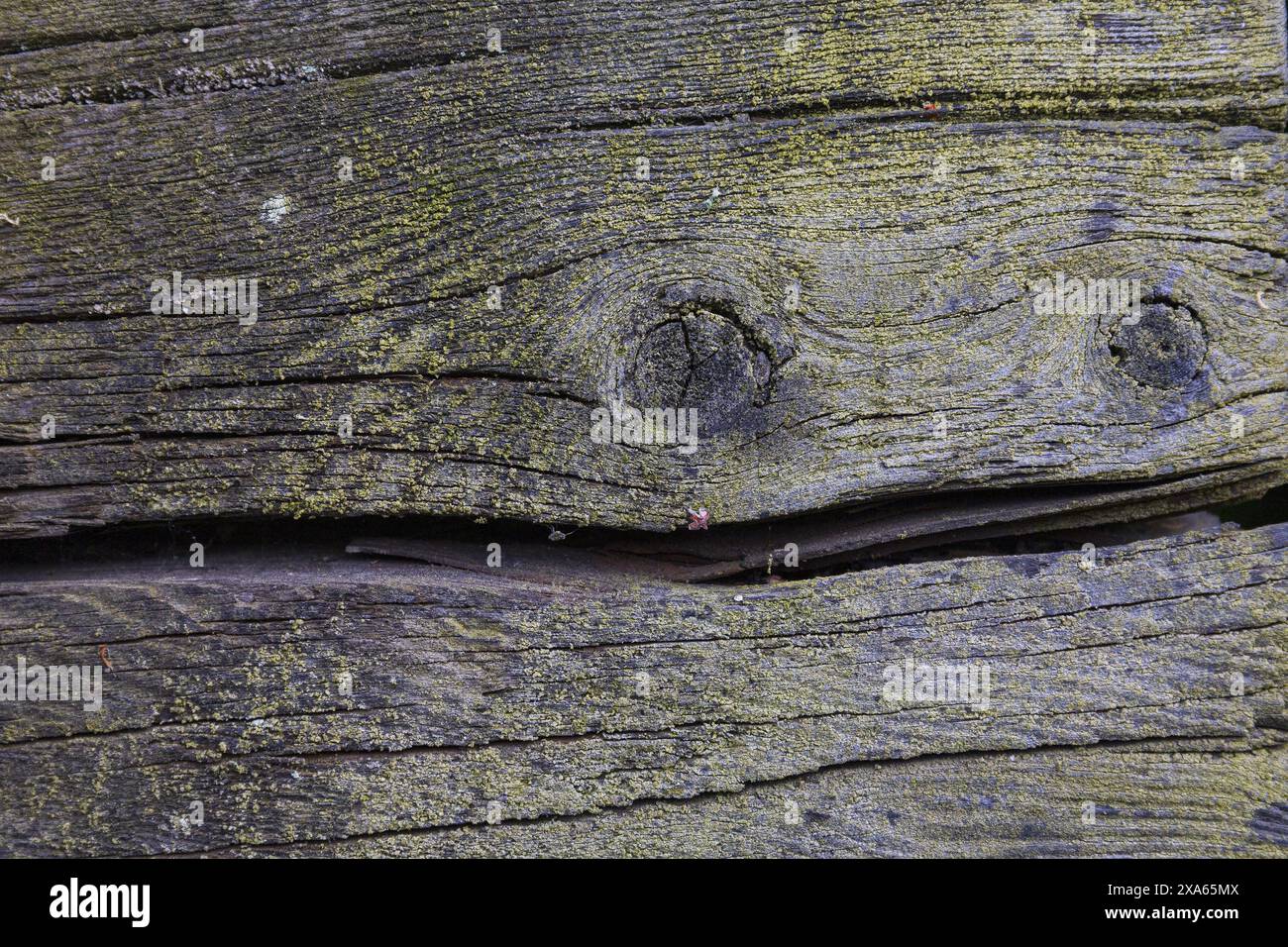 Foto einer dunkelgrauen Holzstruktur mit großem Riss und Flecken von grünem Moos Stockfoto